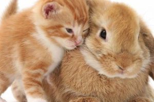 15-lovely-brothers-from-other-mothers-this-is-the-most-adorable-thing-youll-see-all-day
