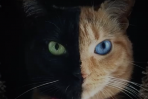 12-half-gorgeous-half-awesome-chimera-cats-they-are-sooo-beautiful