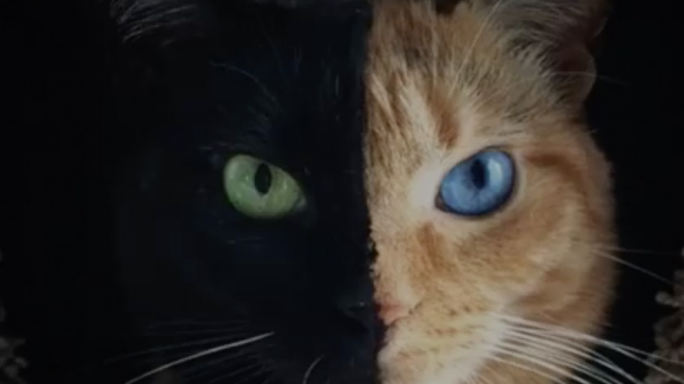 12-half-gorgeous-half-awesome-chimera-cats-they-are-sooo-beautiful