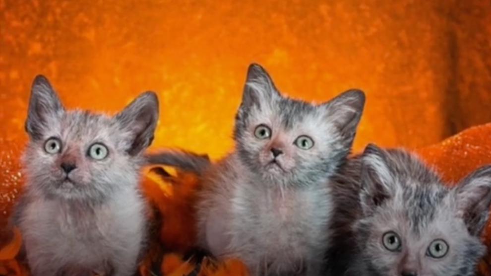 theres-a-new-breed-of-cats-and-theyre-amazing-share-if-you-want-your-own-little-werewolf-cat