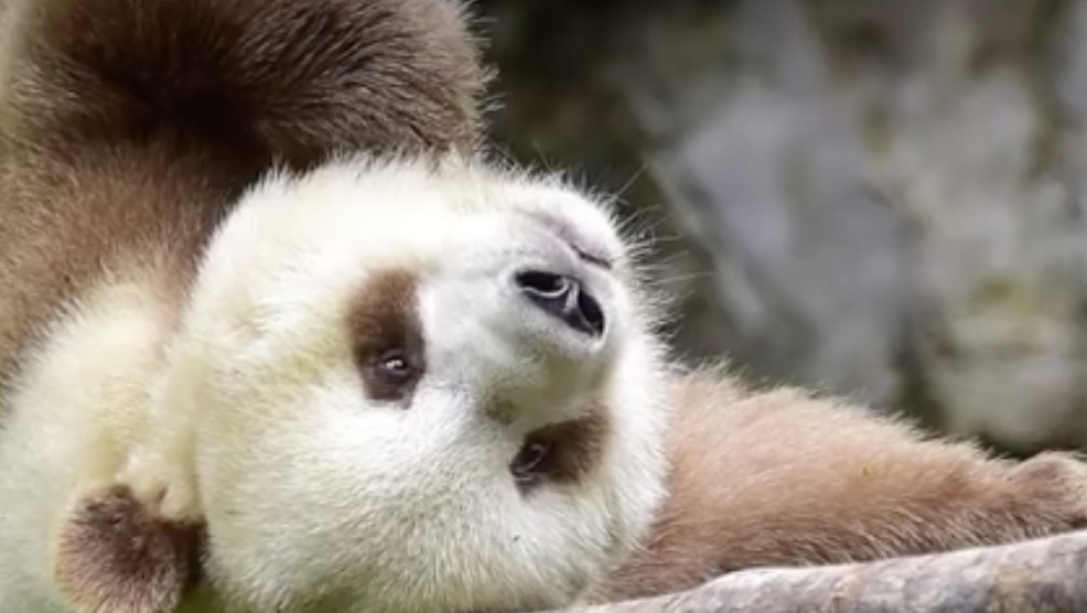 qizai-the-worlds-only-brown-panda-is-simply-too-cute-to-bear
