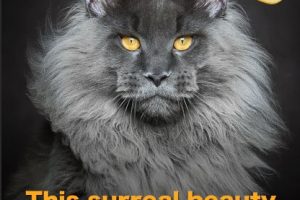 do-you-know-what-a-maine-coon-is