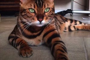 omg-this-cat-is-purrrfect-i-am-speechless-meet-thor-the-bengal-cat
