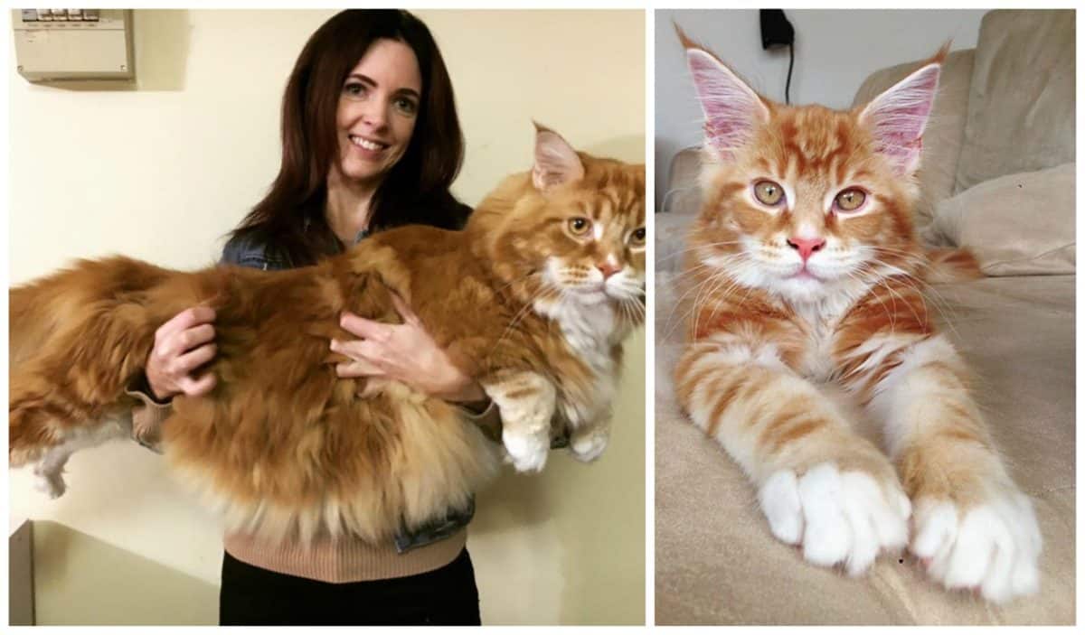This Once Tiny Kitty Became The World's Longest Cat And Everyone's Amazed!